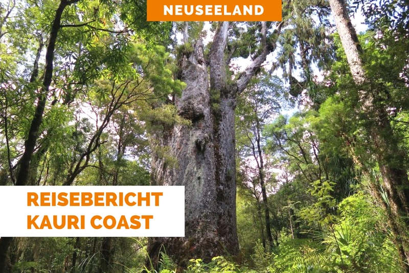 Kauri Coast